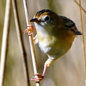 Cisticola exilis at Fyshwick, ACT - 19 May 2022 01:30 PM