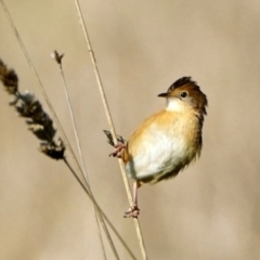 Cisticola exilis at Fyshwick, ACT - 19 May 2022 01:30 PM