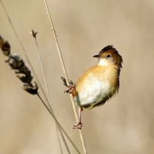 Cisticola exilis at Fyshwick, ACT - 19 May 2022 01:30 PM