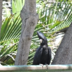 Calyptorhynchus banksii (Red-tailed Black-cockatoo) at Balgal Beach, QLD - 21 Mar 2015 by TerryS