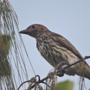 Sphecotheres vieilloti at Balgal Beach, QLD - 21 Mar 2015 06:12 PM