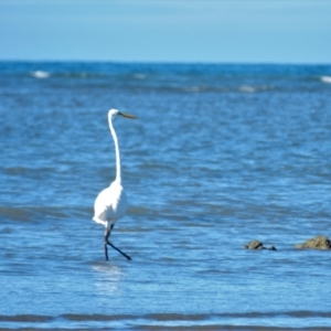 Ardea alba at Balgal Beach, QLD - 6 Jul 2013 03:03 PM