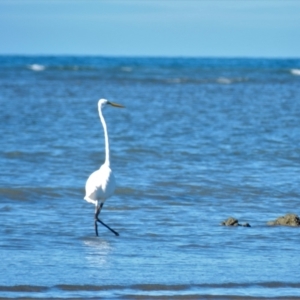 Ardea alba at Balgal Beach, QLD - 6 Jul 2013