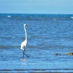 Ardea alba (Great Egret) at Balgal Beach, QLD - 6 Jul 2013 by TerryS