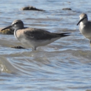 Tringa brevipes at Clemant, QLD - 29 May 2016