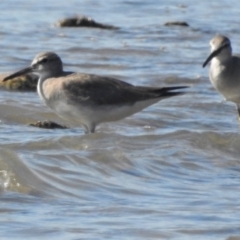Tringa brevipes (Grey-tailed Tattler) at Clemant, QLD - 29 May 2016 by TerryS