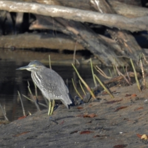 Butorides striata at Clemant, QLD - 29 May 2016 07:11 AM