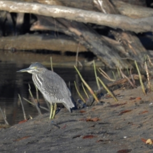 Butorides striata at Clemant, QLD - 29 May 2016