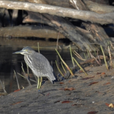 Butorides striata (Striated Heron) at Clemant, QLD - 28 May 2016 by TerryS