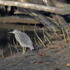 Butorides striata (Striated Heron) at Clemant, QLD - 28 May 2016 by TerryS