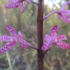 Dipodium punctatum (Blotched Hyacinth Orchid) at Paddys River, ACT - 23 Jan 2022 by michaelb