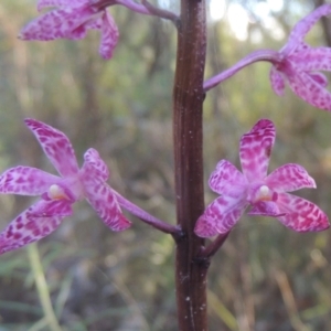 Dipodium punctatum at Paddys River, ACT - suppressed