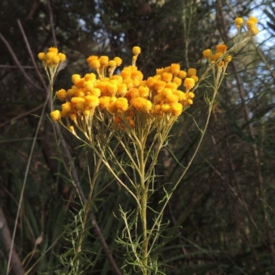 Chrysocephalum semipapposum (Clustered Everlasting) at Tidbinbilla Nature Reserve - 23 Jan 2022 by michaelb