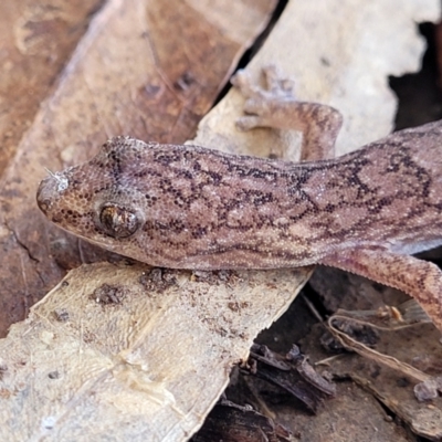 Christinus marmoratus (Southern Marbled Gecko) at Crace Grasslands - 20 May 2022 by trevorpreston