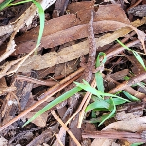 Christinus marmoratus at Mitchell, ACT - 20 May 2022