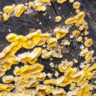 Stereum hirsutum (Hairy Curtain Crust) at Crace Grasslands - 20 May 2022 by trevorpreston