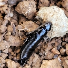 Anisolabididae (family) (Unidentified wingless earwig) at Crace Grasslands - 20 May 2022 by trevorpreston