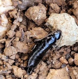 Anisolabididae (family) at Mitchell, ACT - 20 May 2022 11:04 AM