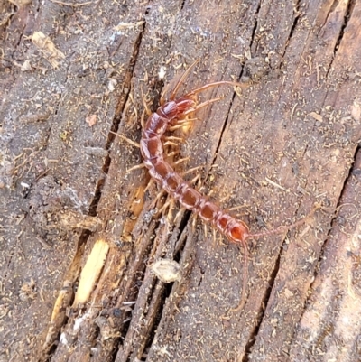 Lithobiomorpha (order) (Unidentified stone centipede) at Crace Grasslands - 20 May 2022 by trevorpreston