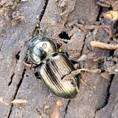 Adeliini sp. (tribe) (A darkling beetle) at Crace Grasslands - 20 May 2022 by trevorpreston