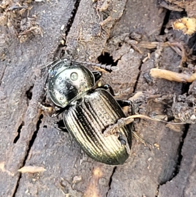 Adeliini sp. (tribe) (A darkling beetle) at Crace Grasslands - 20 May 2022 by trevorpreston