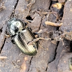 Adeliini sp. (tribe) at Mitchell, ACT - 20 May 2022