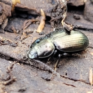 Adeliini sp. (tribe) at Mitchell, ACT - 20 May 2022