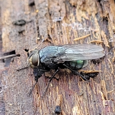 Muscidae sp. (family) at Mitchell, ACT - 20 May 2022 by trevorpreston