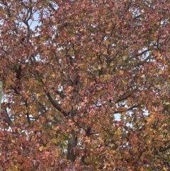 Callocephalon fimbriatum at Curtin, ACT - suppressed