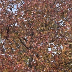 Callocephalon fimbriatum at Curtin, ACT - suppressed