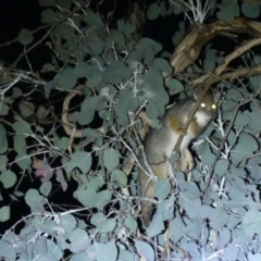 Pseudocheirus peregrinus (Common Ringtail Possum) at Kremur Street Boat Ramp - 15 May 2022 by AlburyCityEnviros