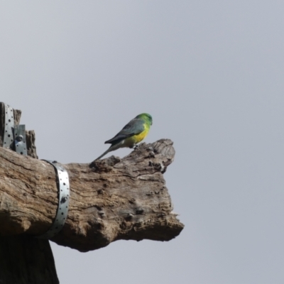 Psephotus haematonotus (Red-rumped Parrot) at Albury - 15 May 2022 by AlburyCityEnviros