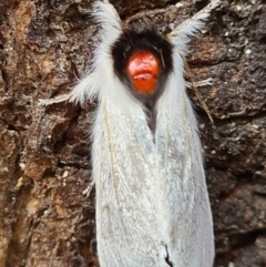 Trichiocercus sparshalli (Sparshall's Moth) at Tidbinbilla Nature Reserve - 20 May 2022 by jb2602