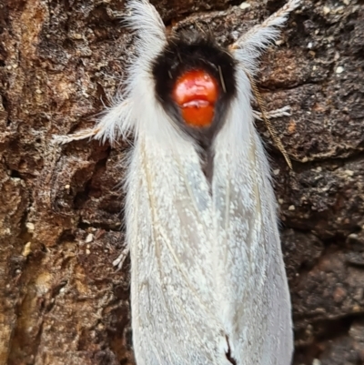 Trichiocercus sparshalli (Sparshall's Moth) at Tidbinbilla Nature Reserve - 20 May 2022 by jb2602