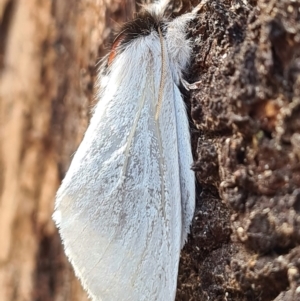 Trichiocercus sparshalli at Paddys River, ACT - 20 May 2022 03:48 PM