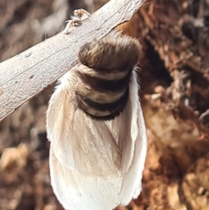 Trichiocercus sparshalli at Paddys River, ACT - 20 May 2022 03:48 PM