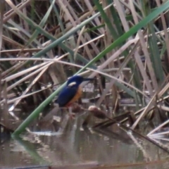 Ceyx azureus (Azure Kingfisher) at Point Hut to Tharwa - 20 May 2022 by RodDeb