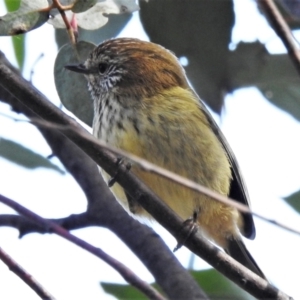 Acanthiza lineata at Paddys River, ACT - 20 May 2022