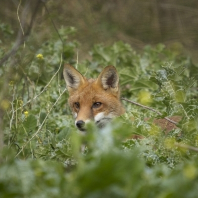 Vulpes vulpes (Red Fox) at Mount Ainslie - 20 May 2022 by trevsci