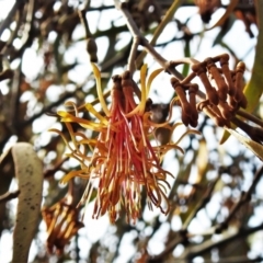 Amyema pendula subsp. pendula (Drooping Mistletoe) at Tidbinbilla Nature Reserve - 20 May 2022 by JohnBundock