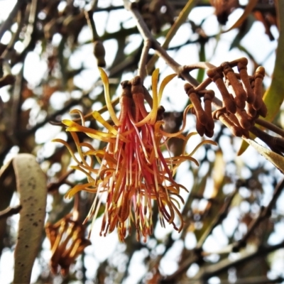 Amyema pendula subsp. pendula (Drooping Mistletoe) at Paddys River, ACT - 20 May 2022 by JohnBundock