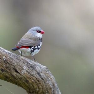 Stagonopleura guttata at Pialligo, ACT - 20 May 2022