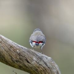 Stagonopleura guttata at Pialligo, ACT - 20 May 2022