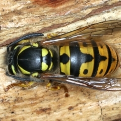 Vespula germanica (European wasp) at Tidbinbilla Nature Reserve - 19 May 2022 by jb2602