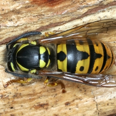 Vespula germanica (European Wasp, German Yellowjacket Wasp) at Paddys River, ACT - 19 May 2022 by jb2602