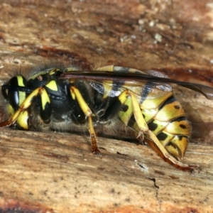 Vespula germanica at Paddys River, ACT - 19 May 2022