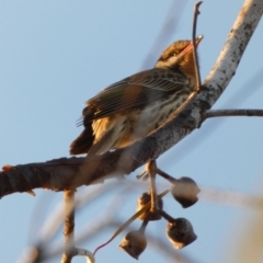 Acanthagenys rufogularis (Spiny-cheeked Honeyeater) at Murga, NSW - 17 May 2022 by Paul4K