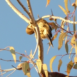 Acanthagenys rufogularis at Murga, NSW - suppressed