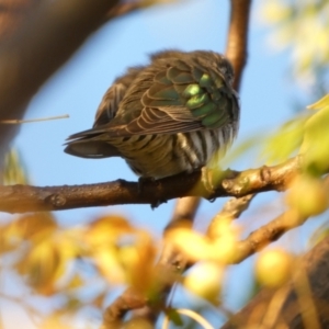 Chrysococcyx lucidus at Murga, NSW - suppressed