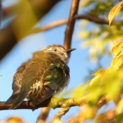 Chrysococcyx lucidus at Murga, NSW - 18 May 2022